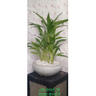 Lucky plant