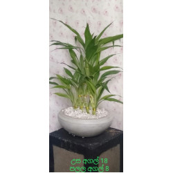 Lucky plant