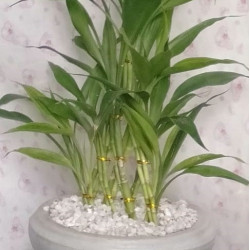 Lucky plant