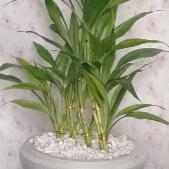 Lucky plant