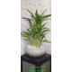 Lucky plant