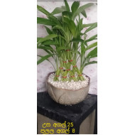 Lucky plant