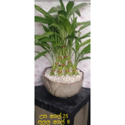 Lucky plant