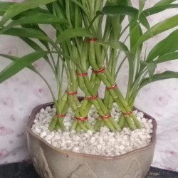Lucky plant