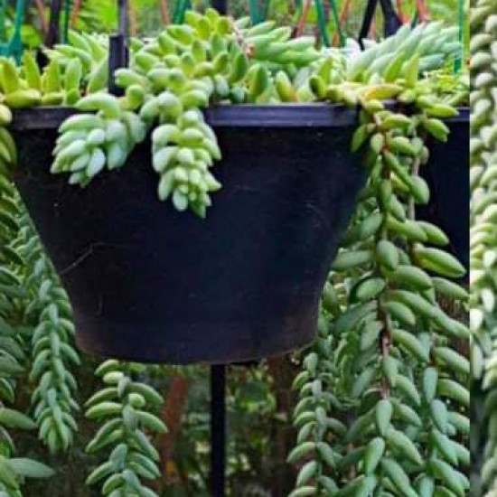 Donkey's tail plant (burro's tail)/Lanka Marketing