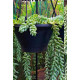 Donkey's tail plant (burro's tail)/Lanka Marketing
