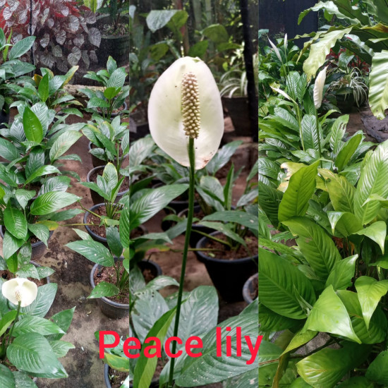 Peace lilies (spathiphyllum)/Lanka Marketing