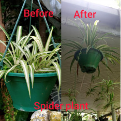 Spider plant (chlorophytum comosum)/Lanka Marketin