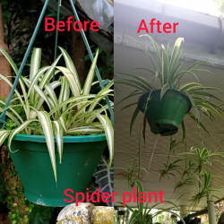 Spider plant (chlorophytum comosum)/Lanka Marketin