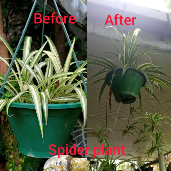 Spider plant (chlorophytum comosum)/Lanka Marketin Spider plant (chlorophytum comosum)/Lanka Marketin