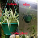 Spider plant (chlorophytum comosum)/Lanka Marketin Spider plant (chlorophytum comosum)/Lanka Marketin