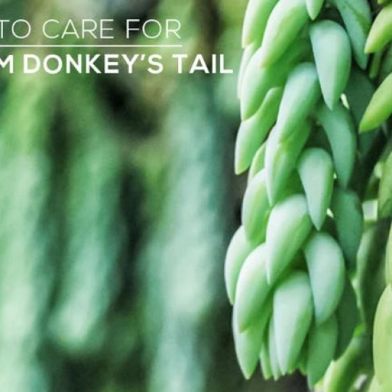 Donkey's tail plant (burro's tail)/Lanka Marketing