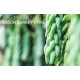 Donkey's tail plant (burro's tail)/Lanka Marketing