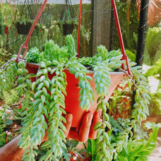 Donkey's tail plant (burro's tail)/Lanka Marketing