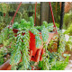 Donkey's tail plant (burro's tail)/Lanka Marketing
