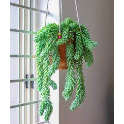 Donkey's tail plant (burro's tail)/Lanka Marketing