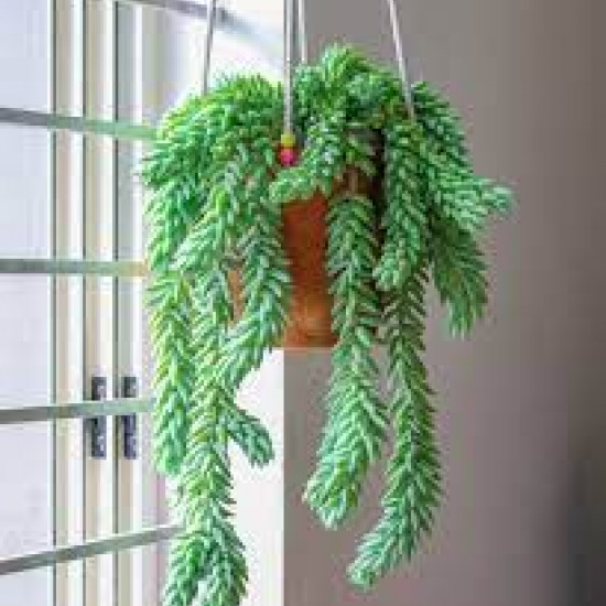 Donkey's tail plant (burro's tail)/Lanka Marketing