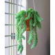 Donkey's tail plant (burro's tail)/Lanka Marketing