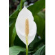 Peace lilies (spathiphyllum)/Lanka Marketing