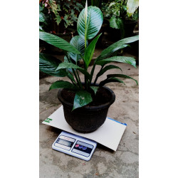 Peace lilies (spathiphyllum)/Lanka Marketing