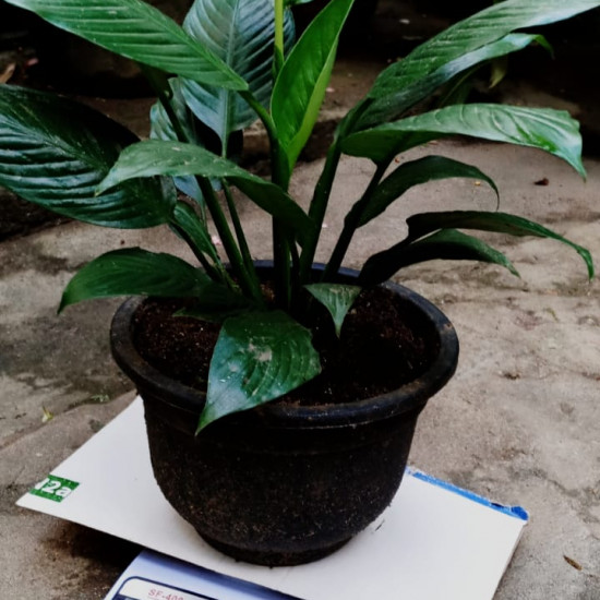 Peace lilies (spathiphyllum)/Lanka Marketing