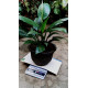 Peace lilies (spathiphyllum)/Lanka Marketing