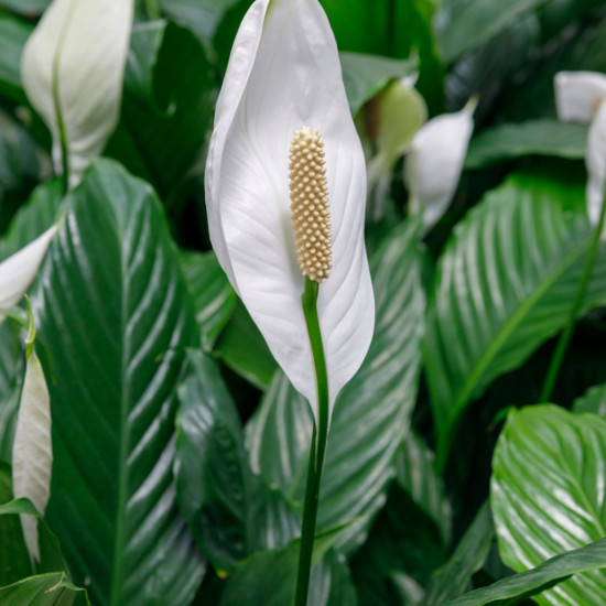 Peace lilies (spathiphyllum)/Lanka Marketing