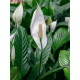 Peace lilies (spathiphyllum)/Lanka Marketing