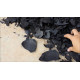 coconut shell charcoal