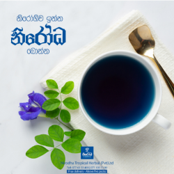 Nirodha Butterfly Pea Tea