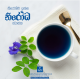 Nirodha Butterfly Pea Tea Nirodha Butterfly Pea Tea