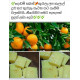ORANGE BEAUTY SOAP (HERBEL & NATURAL) ORANGE BEAUTY SOAP (HERBEL & NATURAL)