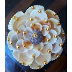 SEA SHELL