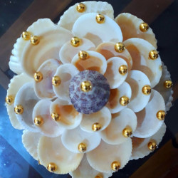 SEA SHELL