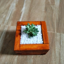 Wooden planter boxes for succulent plants