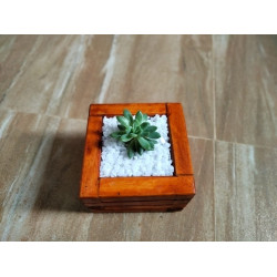Wooden planter boxes for succulent plants