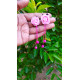 Handmade Earing