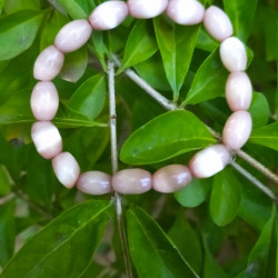 Handmade Glass Pearl Bracelet