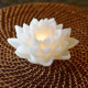 Lotus Candles සුවඳ ඉටිපන්දම් (5 Pcs ) Pack Lotus Candles සුවඳ ඉටිපන්දම් (5 Pcs ) Pack