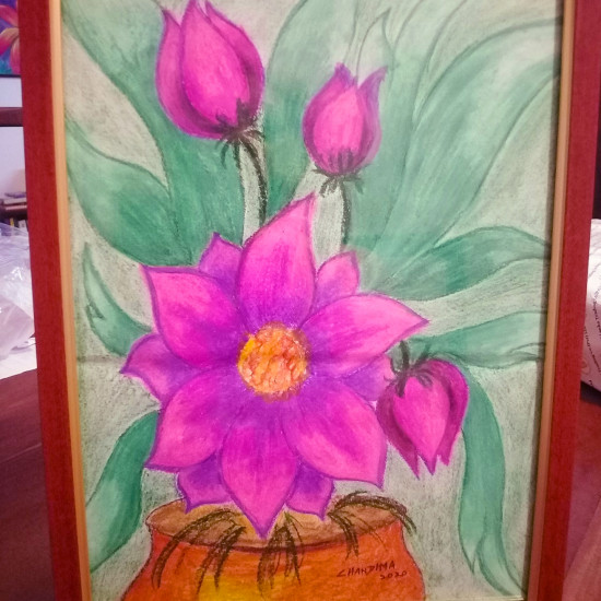 Pot of Lotus Flowers