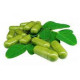 MORINGA CAPSULE