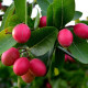 Jamson Jam (ජැම්සන් ජෑම්) Jamson Jam (ජැම්සන් ජෑම්)