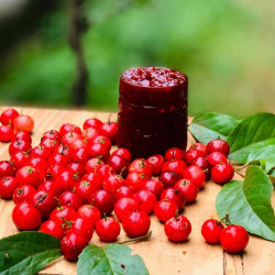 Lovi Jam (ලොවි ජෑම්)