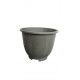 Croton Pot Croton Pot