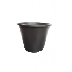 Araliya Pot 