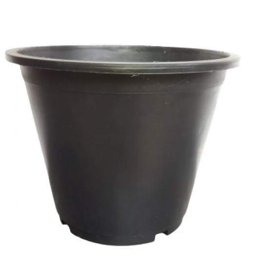 Araliya Pot Araliya Pot