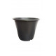 Araliya Pot Araliya Pot