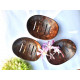 Coconutshell Soap tray