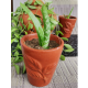 Aloe vera Plant With Dark Brown Vas/Kavi Store