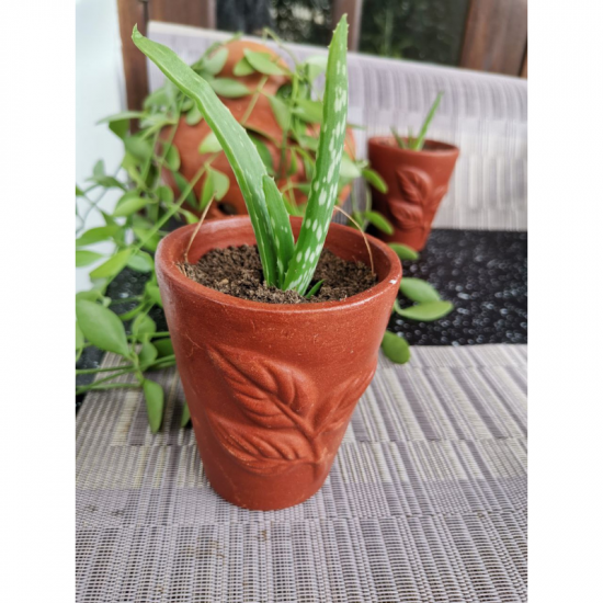 Aloe vera Plant With Dark Brown Vas/Kavi Store